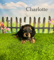 AKC Charlotte , a female Miniature Dachshund for sale in Bonne Terre, MO – 4 of 10