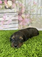 AKC Charlotte , a female Miniature Dachshund for sale in Bonne Terre, MO – Photo 7 of 10