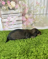 AKC Charlotte , a female Miniature Dachshund for sale in Bonne Terre, MO – Photo 8 of 10