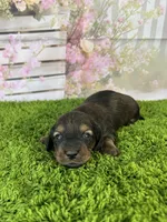 AKC Charlotte , a female Miniature Dachshund for sale in Bonne Terre, MO – Photo 4 of 10