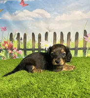 AKC Charlotte , a female Miniature Dachshund for sale in Bonne Terre, MO – 5 of 10