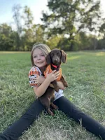 AKC Charlotte , a female Miniature Dachshund for sale in Bonne Terre, MO – Photo 10 of 10
