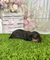 AKC Charlotte , a female Miniature Dachshund for sale in Bonne Terre, MO – Photo 6 of 10
