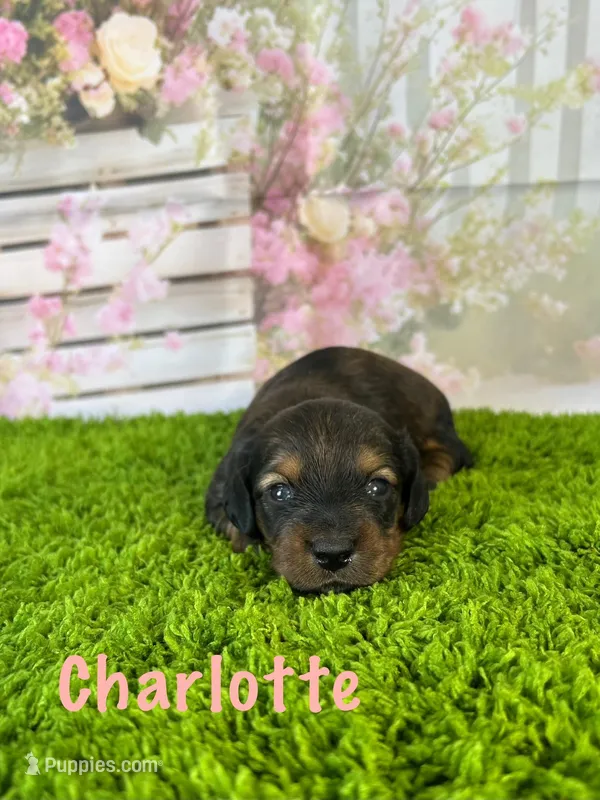 AKC Charlotte  – Miniature Dachshund puppy for sale in Bonne Terre, MO