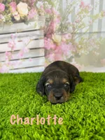 AKC Charlotte , a female Miniature Dachshund for sale in Bonne Terre, MO – Photo 1 of 10