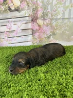 AKC Charlotte , a female Miniature Dachshund for sale in Bonne Terre, MO – Photo 5 of 10