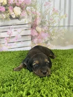 AKC Charlotte , a female Miniature Dachshund for sale in Bonne Terre, MO – Photo 3 of 10