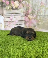 AKC Charlotte , a female Miniature Dachshund for sale in Bonne Terre, MO – Photo 2 of 10