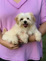 Gilly , a male Maltipoo for sale in Bonne Terre, MO – 2 of 10