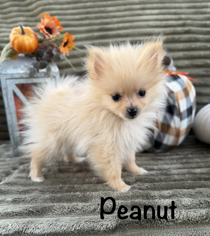 AKC Peanut – Pomeranian puppy for sale in Bonne Terre, MO