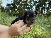 Beckett, a male Yorkshire Terrier for sale in Bonne Terre, MO – 8 of 8