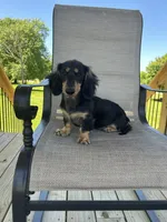 AKC Asher, a male Miniature Dachshund for sale in Bonne Terre, MO – 6 of 8