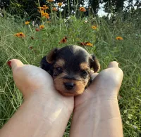 Drew, a male Yorkshire Terrier for sale in Bonne Terre, MO – 3 of 8