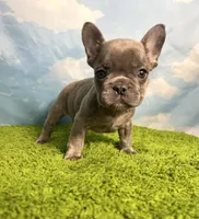 AKC Jett, a male French Bulldog for sale in Bonne Terre, MO – 2 of 8
