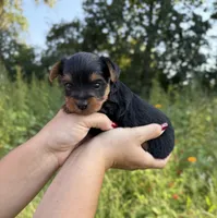 Beckett, a male Yorkshire Terrier for sale in Bonne Terre, MO – 5 of 8