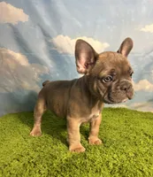 AKC Jax, a male French Bulldog for sale in Bonne Terre, MO – 6 of 9
