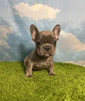 AKC Jett, a male French Bulldog for sale in Bonne Terre, MO – 6 of 8