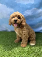 APRI August , a male Cavapoo for sale in Bonne Terre, MO – 5 of 10