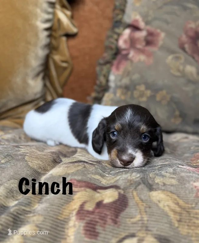 AKC Cinch  – Miniature Dachshund puppy for sale in Bonne Terre, MO