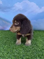 AKC Connor , a male Miniature Dachshund for sale in Bonne Terre, MO – 4 of 10
