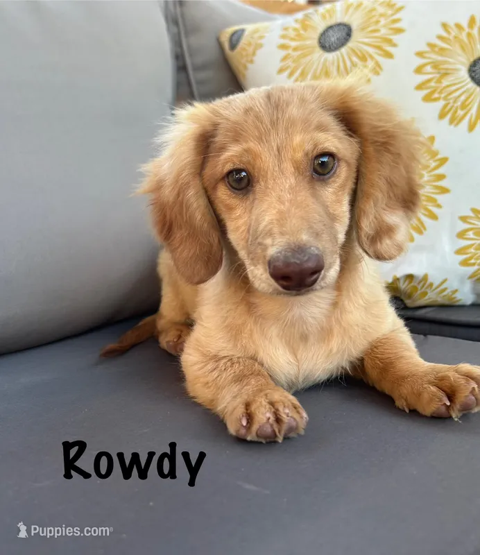 AKC Rowdy  – Miniature Dachshund puppy for sale in Bonne Terre, MO