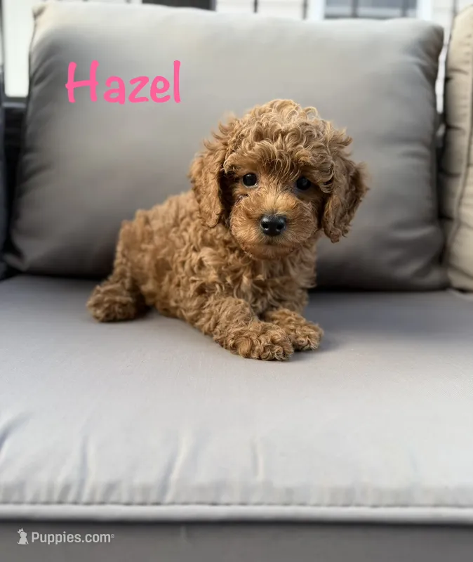 Hazel – Poodle - Miniature  puppy for sale in Bonne Terre, MO
