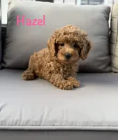 Hazel, a female Poodle - Miniature  for sale in Bonne Terre, MO – 1 of 8