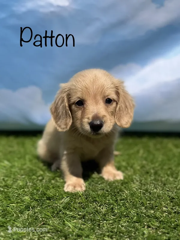 AKC Patton – Miniature Dachshund puppy for sale in Bonne Terre, MO