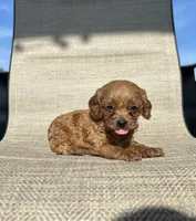 APRI Addie, a female Cavapoo for sale in Bonne Terre, MO – 5 of 5
