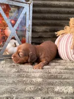 AKC, a male Miniature Dachshund for sale in Bonne Terre, MO – 3 of 6