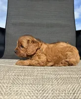APRI Thatcher , a male Cavapoo for sale in Bonne Terre, MO – 7 of 10