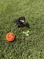 AKC Sutton , a male Miniature Dachshund for sale in Bonne Terre, MO – 2 of 10