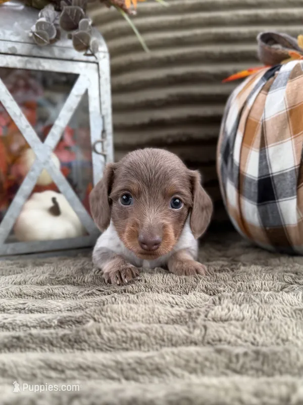 AKC Cookie – Miniature Dachshund puppy for sale in Bonne Terre, MO