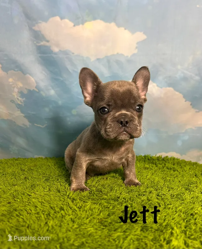 AKC Jett – French Bulldog puppy for sale in Bonne Terre, MO