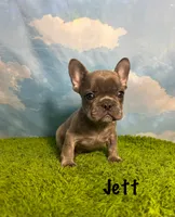 AKC Jett, a male French Bulldog for sale in Bonne Terre, MO – 1 of 8