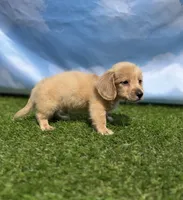 AKC Patton, a male Miniature Dachshund for sale in Bonne Terre, MO – 7 of 10