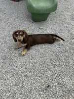 AKC Wilson, a male Miniature Dachshund for sale in Bonne Terre, MO – 4 of 5
