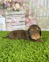 AKC Dahlia, a female Miniature Dachshund for sale in Bonne Terre, MO – Photo 3 of 10