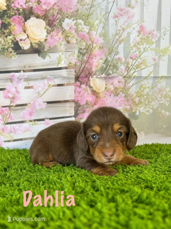 AKC Dahlia – Miniature Dachshund puppy for sale in Bonne Terre, MO