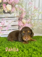AKC Dahlia, a female Miniature Dachshund for sale in Bonne Terre, MO – Photo 1 of 10