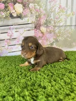 AKC Dahlia, a female Miniature Dachshund for sale in Bonne Terre, MO – Photo 5 of 10
