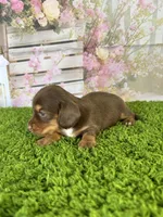 AKC Dahlia, a female Miniature Dachshund for sale in Bonne Terre, MO – Photo 8 of 10