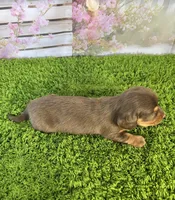 AKC Dahlia, a female Miniature Dachshund for sale in Bonne Terre, MO – Photo 6 of 10