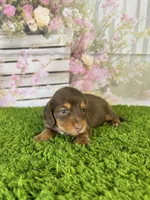 AKC Dahlia, a female Miniature Dachshund for sale in Bonne Terre, MO – Photo 4 of 10