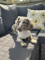 AKC Dahlia, a female Miniature Dachshund for sale in Bonne Terre, MO – Photo 9 of 10