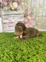 AKC Dahlia, a female Miniature Dachshund for sale in Bonne Terre, MO – Photo 7 of 10