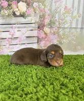 AKC Dahlia, a female Miniature Dachshund for sale in Bonne Terre, MO – Photo 2 of 10