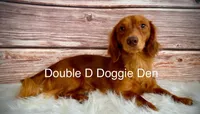 AKC Dahlia, a female Miniature Dachshund for sale in Bonne Terre, MO – Photo 10 of 10