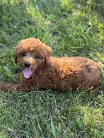 Lainey , a female Poodle - Miniature  for sale in Bonne Terre, MO – 6 of 6
