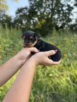 Beckett, a male Yorkshire Terrier for sale in Bonne Terre, MO – 7 of 8